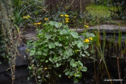 semis,bassin,tour du jardin 072.JPG