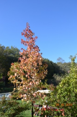 octobrejardin,citrouillesIssegeac,leCLOSdesSOURCES 116.JPG