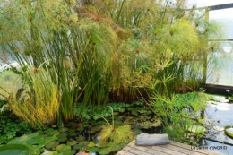 les jardins d'eau de Carsac 149.JPG