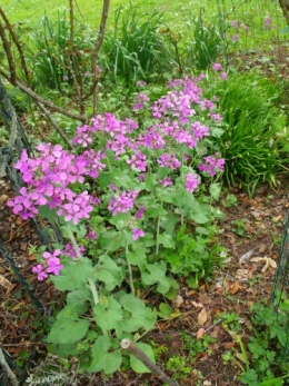 avil2012 029.JPG