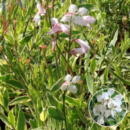 gaura_lindheimeri_corrie_s_gold_1.jpg