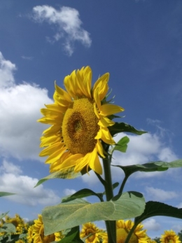 juillet,été