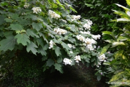 jardin,papillons,Cadouin,légumes,Sophie, 033.JPG
