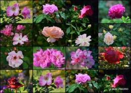2015-10-01 jardin Mme Perichou,grandes fleurs,bouquet,jardin2.jpg