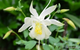 canal,iris,marguerite,ancolies,brocante Beaumont,oeufs de Paques 071.JPG