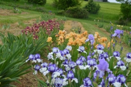 serre,iris,ancolie,iriseraie Papon,moulin 186.JPG