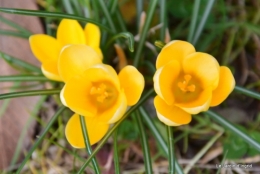 Givre,dentelles,helebores,crocus 045.JPG