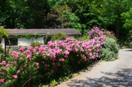 jardin en mai 428.JPG