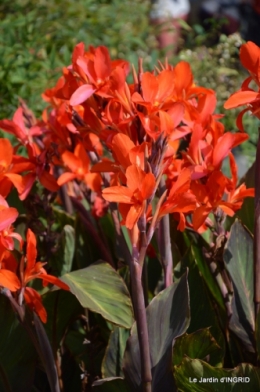 jardin,les filles,gerbera,Lalinde 142.JPG