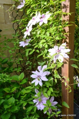 jardin soir et matin 089.JPG