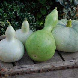 I-Grande-3145-gourde-pelerine-ou-calebasse-ab_net.jpg