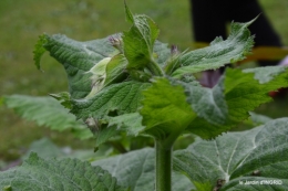 jardin,chez Bernadette,puces,cygnes,pluie 132.JPG