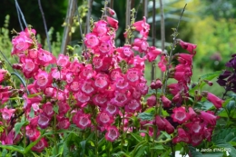 jardin pluie,Inès,Bébés cygnes,bouquet,canal 027.JPG