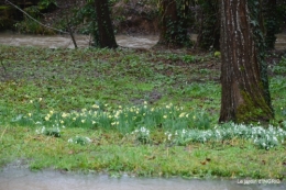 bulbes,perce neige,narcisse,pluie,hélébore,chapelle 151.jpg