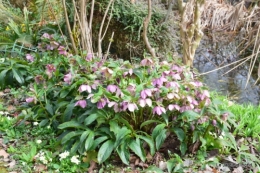 jardin printemps 018.JPG