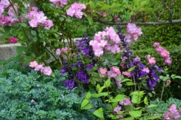 Trémolat,petit jardin,Julie 109.JPG