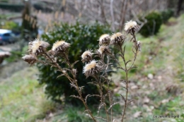 travaux,brocante,abeilles,jonquilles,prunus,mimosa 018.JPG