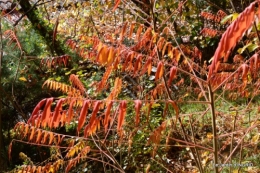 les arbres en automne,cabane 097.JPG