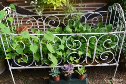 Meyrals,le Bugue,jardin 079.JPG