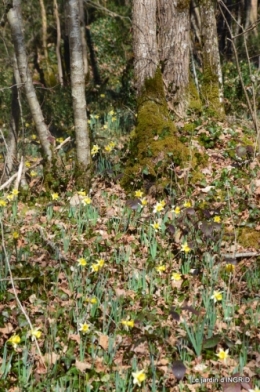 bouquet,pt jonquilles,bord Dordogne 074.JPG