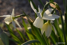 orchidée,puces à Creysse,jardin 039.JPG