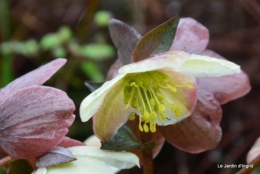 helebores ,oiseaux chez bernadette,jardin 026.JPG