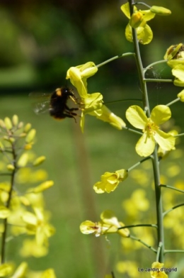 mésanges,escargots,ros. de banks,abeilles,Monpazier,Banes,Forêt 137.JPG