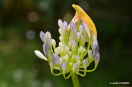 jardin,papillons,Cadouin,légumes,Sophie, 081.JPG