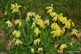 tulipes,Julie,golf,jardin 121.JPG