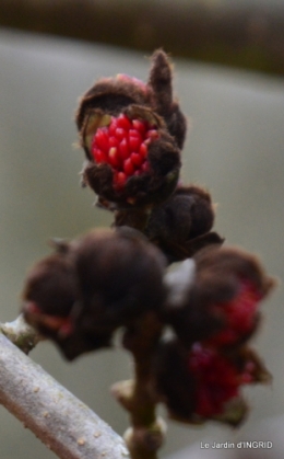 hélébores,bruyères,arbustes fleuries,mésanges 079-001.JPG