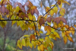 Brouillard,cypres chauve,jardinage 054.JPG