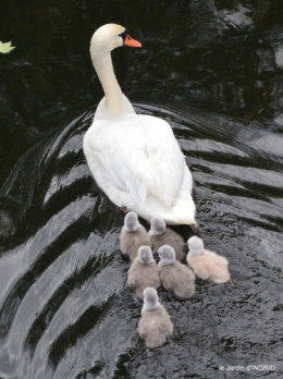 bébés cygnes,iris,clématite 030.JPG