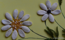 mousse,gouttes,mésanges,SOL 043.JPG