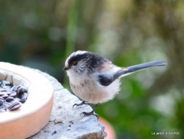 les écorces,troncs,oiseaux ,héllébores 069.JPG