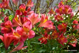 jardin Mme Perichou,grandes fleurs,bouquet,jardin 021.JPG