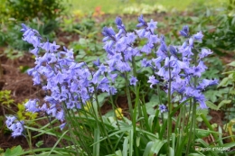 tulipes,Julie,golf,jardin 056.JPG