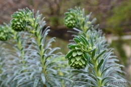 choux printanier,dentelles,jardin 034.JPG