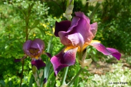 canal,iris,marguerite,ancolies,brocante Beaumont,oeufs de Paques 022.JPG