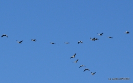 Grues et plantes à Ciron 036.JPG