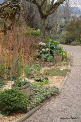 paillage,primevères,jonquilles,jardin 035.JPG