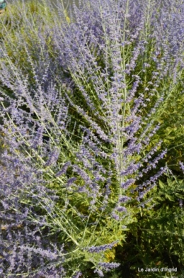 fleurs bleues,hortensia bleu,moi bébé 073.JPG