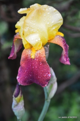 jardin soir et matin 023.JPG