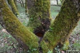 jardin,st Astier,colline 053.jpg