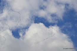 grues ,jonquilles,violettes,Nikky 058.JPG