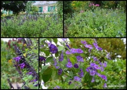 2016-09-13 bouquet,jardin de Monet,les vaches,Pourville sur mer11.jpg