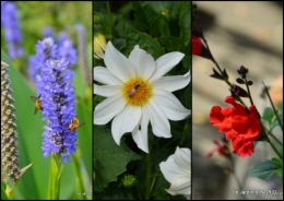 2015-07-11 les jardins d'eau de Carsac.jpg