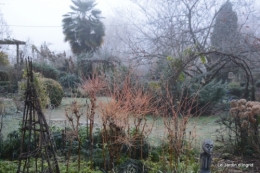 jardin givré,oiseaux 009.JPG