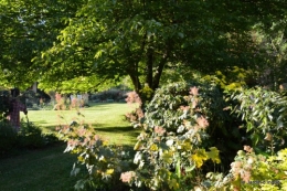 jardin,asters,fleurs blanches,chatte,rosiers roses 058.JPG