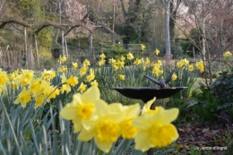 jonquilles ,primevères,après la tonte 004.JPG