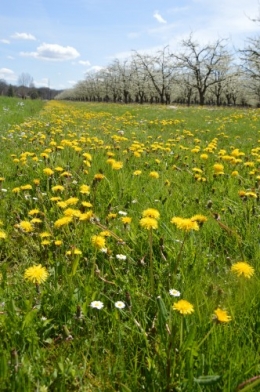 avant tonte,après,euphorbes,tulipes botaniques,autres 052.JPG